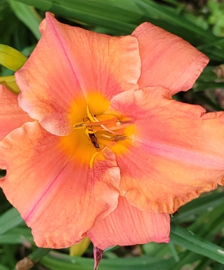 Leparadisdansmacour.com hémérocalle south seas