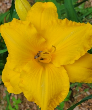 Leparadisdansmacour.com hémérocalle cleda jones