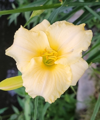 Leparadisdansmacour.com hémérocalle precious de oro