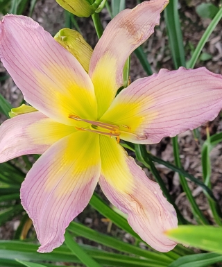 Leparadisdansmacour.com hémérocalle long John Silver 