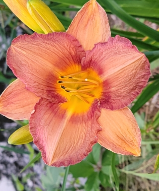 Leparadisdansmacour.com hémérocalle second millenium 