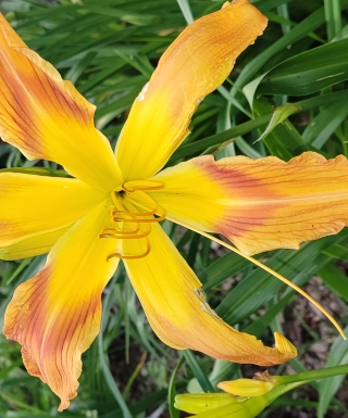 hémérocalle Ginger Twist  leparadisdansmacour.com