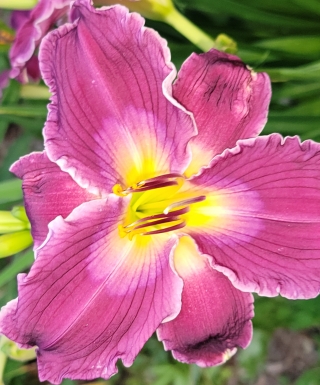 hémérocalle Indian Giver leparadisdansmacour.com