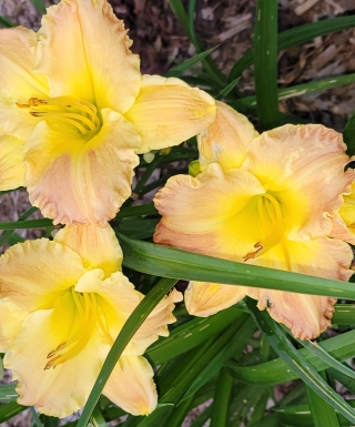 hémérocalle Matt  leparadisdansmacour.com