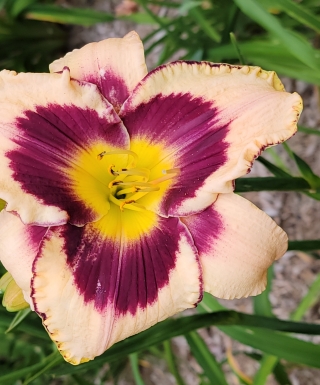 Leparadisdansmacour.com hémérocalle inkheart 