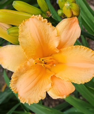 Leparadisdansmacour.com hémérocalle little flock 