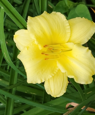 Leparadisdansmacour.com hémérocalle Fragrant Treasure 