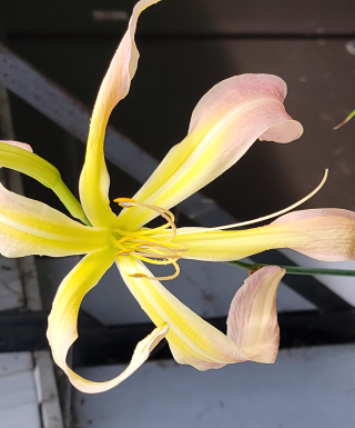 hémérocalle Skinwalker leparadisdansmacour.com