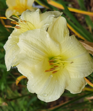 hémérocalle Joan Senior leparadisdansmacour.com