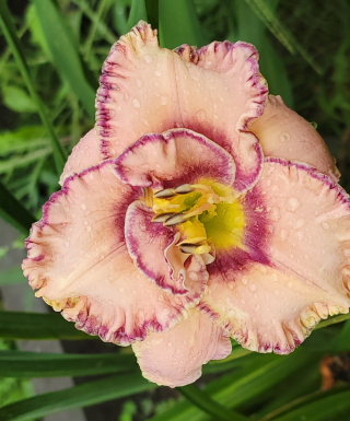 hémérocalle Here Lies Butch leparadisdansmacour.com