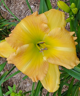 Auspicious hémérocalle Leparadisdansmacour.com 