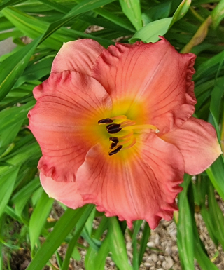 hémérocalle Capri in July leparadisdansmacour.com