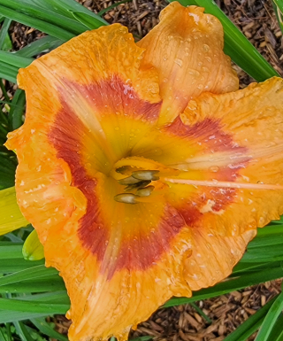 Leparadisdansmacour.com hémérocalle jungle eyes