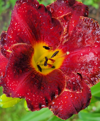 Leparadisdansmacour.com hémérocalle chinese scholar