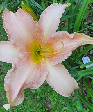 Leparadisdansmacour.com hémérocalle Children's Festival