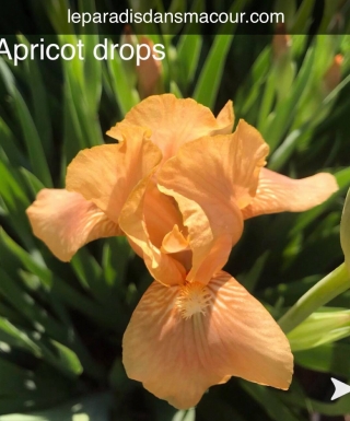 Iris Apricot Drops leparadisdansmacour.com