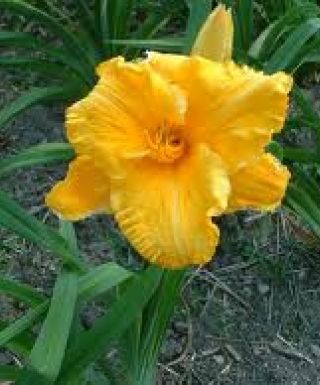 hémérocalle Caracas Candle leparadisdansmacour.com