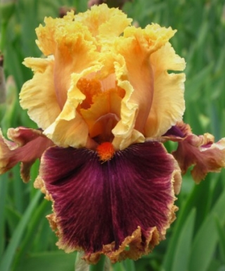 Iris Decadence leparadisdansmacour.com