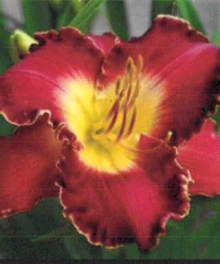 hémérocalle Francis of Assisi leparadisdansmacour.com