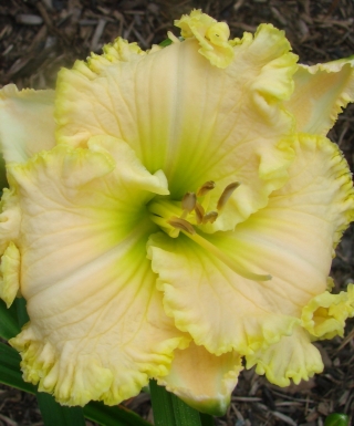 hémérocalle Green Mystique leparadisdansmacour.com