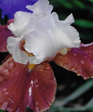 Iris Lilac Wine leparadisdansmacour.com