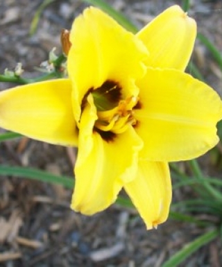 hémérocalle Little Bumble Bee leparadisdansmacour.com