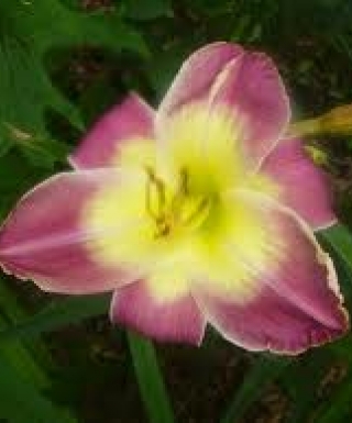 hémérocalle Mage Quest leparadisdansmacour.com