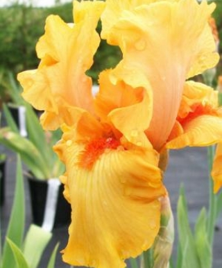 Iris Orange Harvest leparadisdansmacour.com
