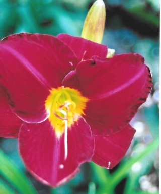 hémérocalle siloam Show Girl leparadisdansmacour.com