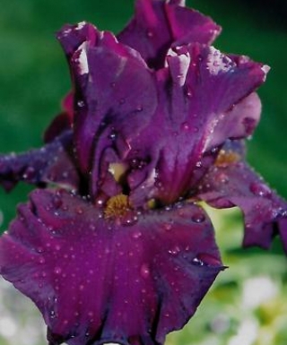 Iris Spartan leparadisdansmacour.com