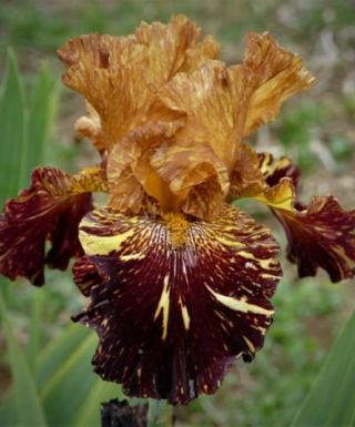 Iris Spiced Tiger leparadisdansmacour.com