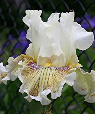 Iris Spring Madness leparadisdansmacour.com