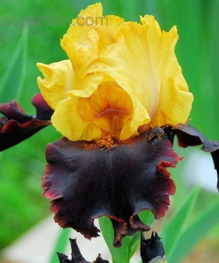 Iris Vigilante leparadisdansmacour.com