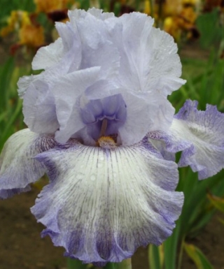 Iris Acoma leparadisdansmacour.com