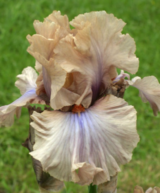 iris coffee trader leparadisdansmacour.com