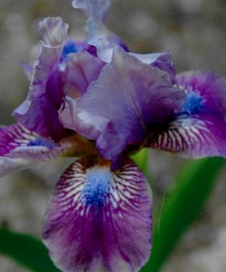 Iris Curious Orchid leparadisdansmacour.com