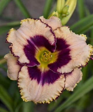 hémérocalle Daring Deception leparadisdansmacour.com