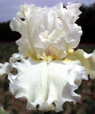 iris devonshire cream leparadisdansmacour.com