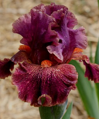 Iris Domaine leparadisdansmacour.com