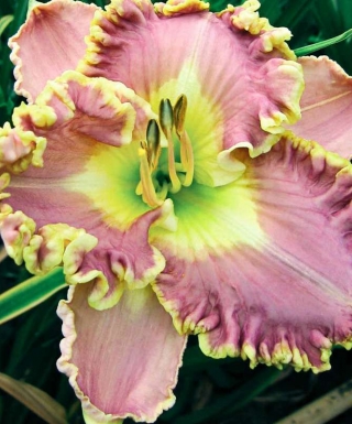 hémérocalle Lavender Tutu leparadisdansmacour.com