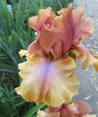 iris polished bronze leparadisdansmacour.com