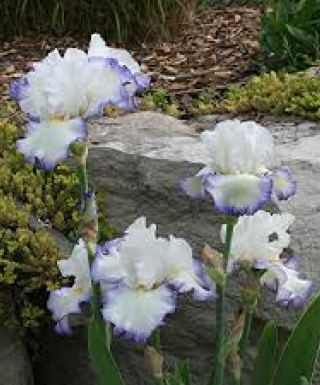 Iris Queen's Circle leparadisdansmacour.com