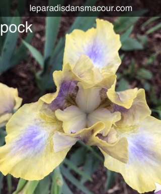 Iris Spock leparadisdansmacour.com
