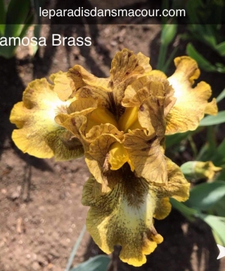Iris Eramosa Brass leparadisdansmacour.com
