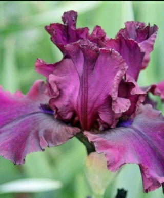 Iris Austrian Garnets leparadisdansmacour.com