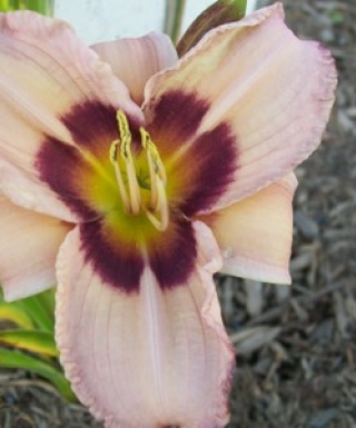 hémérocalle siloam Bo Peep leparadisdansmacour.com