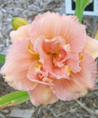 hémérocalle siloam Double Classic leparadisdansmacour.com