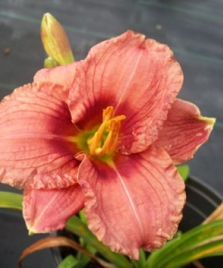 hémérocalle siloam Ribbon Candy leparadisdansmacour.com