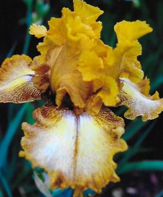 Iris Spiced Lemon leparadisdansmacour.com