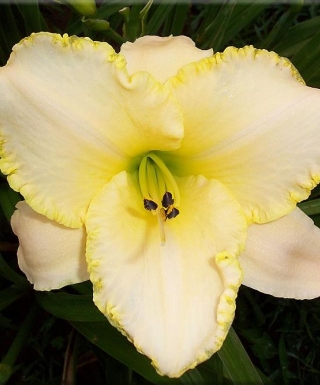 hémérocalle Wedding Band leparadisdansmacour.com